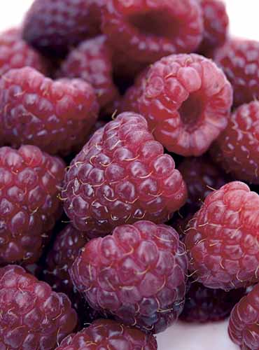 A handful of royalty raspberries are resting in a pile on a white surface. The fruit are purple colored throughout and shine in the bright lights. Some of the berries fade to a more maroon color.