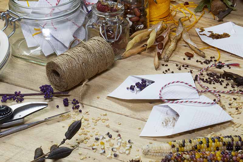 A close up horizontal image of a wooden table with a variety of different seeds being collected and saved in small paper envelopes.
