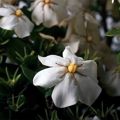 A close up square image of 'Scent Amazing' white gardenia flowers growing in the garden pictured on a soft focus background.