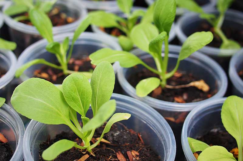 A close up horizontal image of seedlings in small plastic pots ready to transplant into the garden.