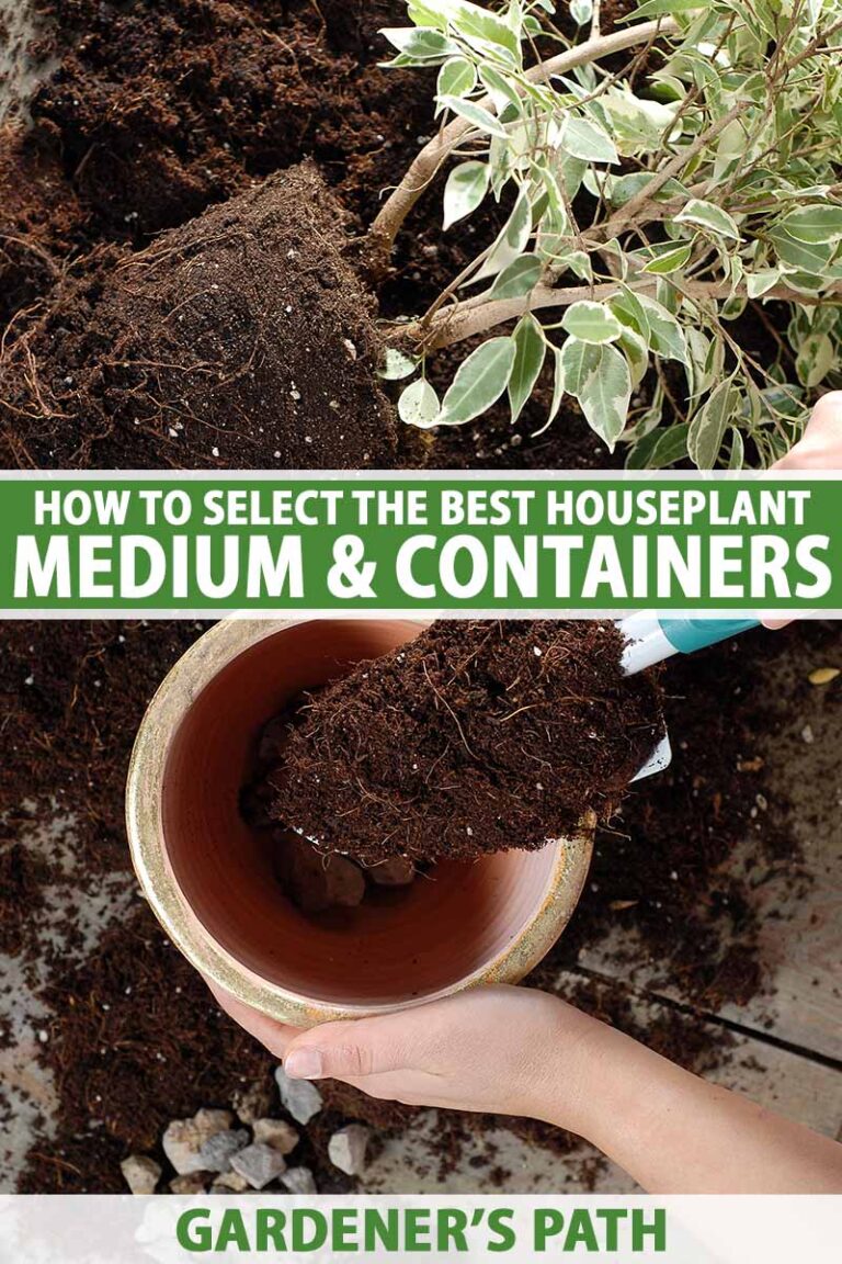 How to Select the Best Houseplant Potting Soil | Gardener’s Path