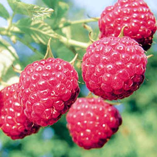 A closeup shot of four bright red September raspberries. The fruit have a powder coating them as they ripen to perfection. The berries are attached to an orange stem near the crown and are resting on one of the plants jagged green leaves.