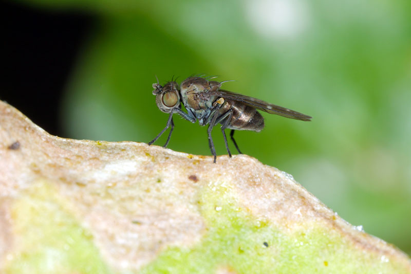 A close up horizontal image of a shore fly on the surface of a leaf pictured on a green soft focus background.