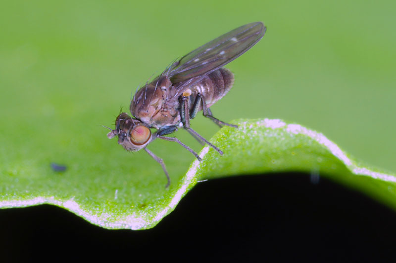 A close up horizontal image of an adult Scatella stagnalis on a green leaf.