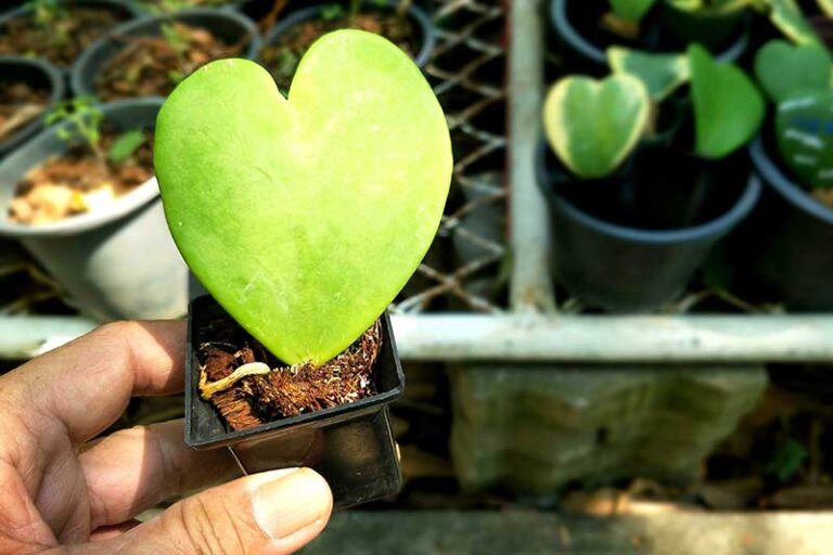 how-to-grow-and-care-for-sweetheart-hoya-gardener-s-path