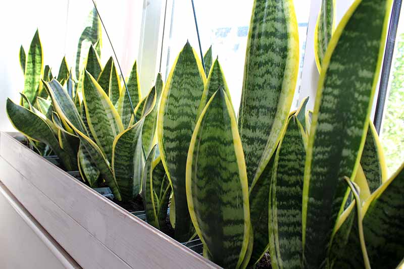 A close up horizontal image of snake plants growing in a rectangular planter.