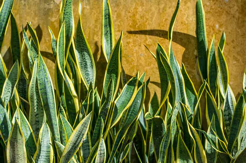 A close up horizontal image of snake plants growing outdoors pictured in bright sunshine.