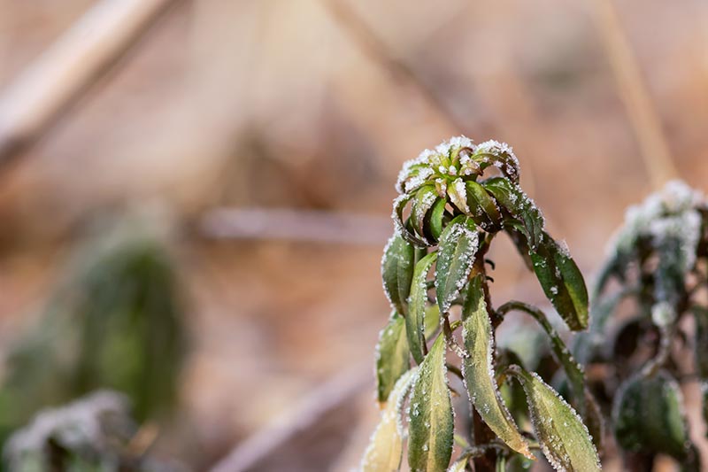 A close up horizontal image of plants damaged by frost pictured on a soft focus background.
