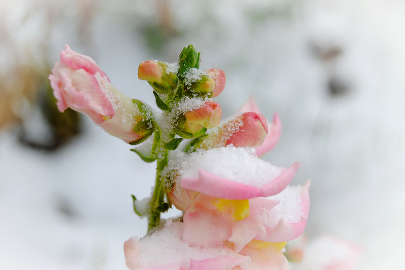 A close up horizontal image of pink flowers covered in a light dusting of snow pictured on a soft focus background.