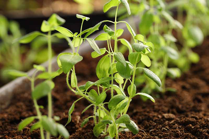A close up horizontal image of seedlings growing in a large pot.