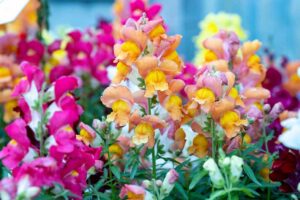A close up horizontal image of different colored snapdragon flowers (Antirrhinum majus) growing in the garden.