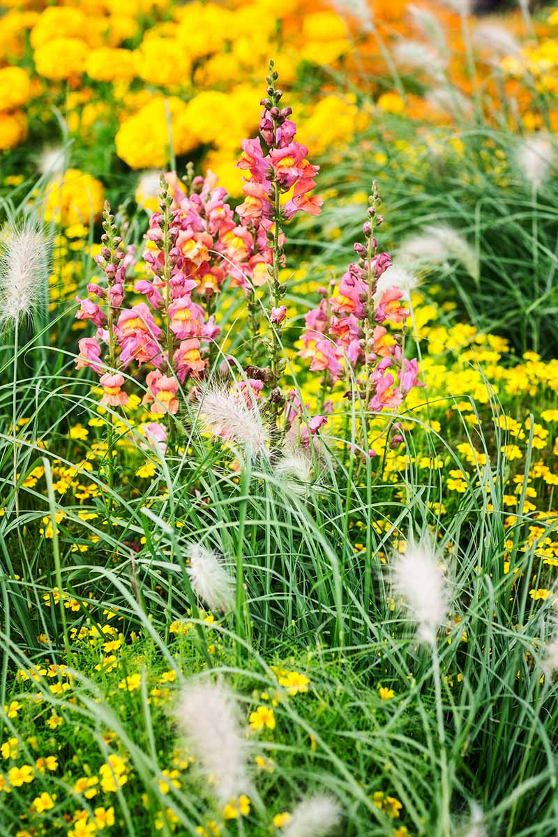 A close up vertical image of snapdragons growing in a mixed planting in the garden.