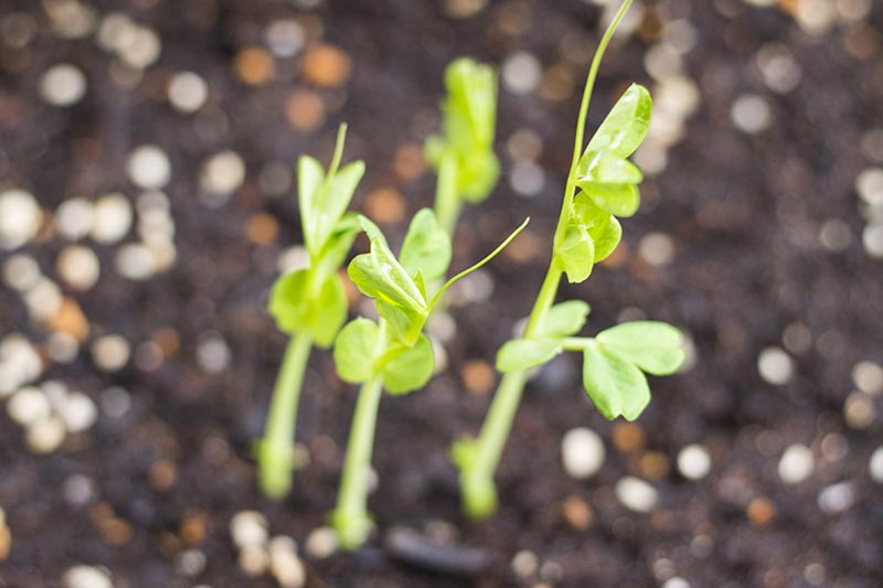 A close up horizontal image of snow pea shoots just pushing out through rich soil in the garden.
