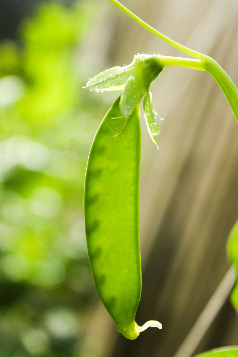 A close up vertical image of a snow pea that's ready for harvest growing in the garden pictured on a soft focus background.