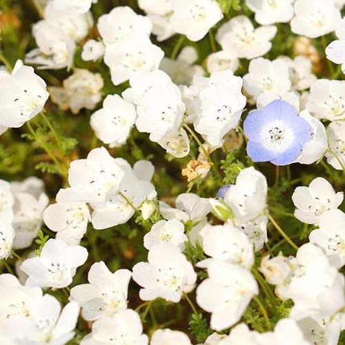 A close up square image of white baby blue eyes (Nemophila menziesii) flowers growing in the garden pictured in light sunshine.