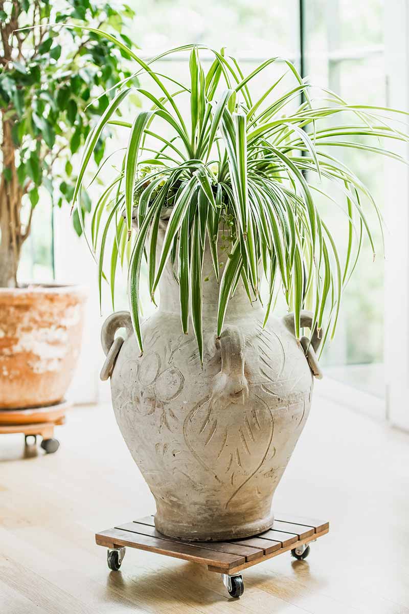 A close up vertical image of a spider plant growing in a large ceramic planter set on a wooden stool by a bright sunny window.