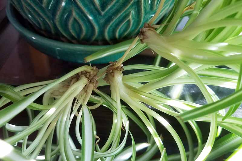 A horizontal image of a baby spider plants growing from the stem of a parent spilling over the side of a ceramic pot.