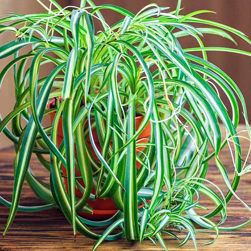 A close up square image of a variegated spider plant growing in a pot set on a wooden surface.