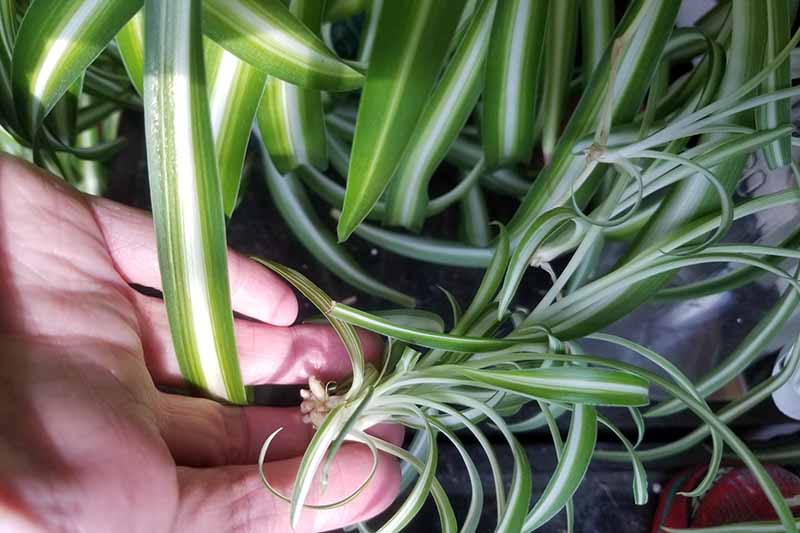 A close up horizontal image of a hand holding a small baby spider plant growing from the parent.