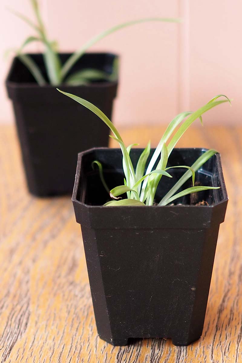 A close up vertical image of two small newly-propagated plants in black pots set on a wooden surface.
