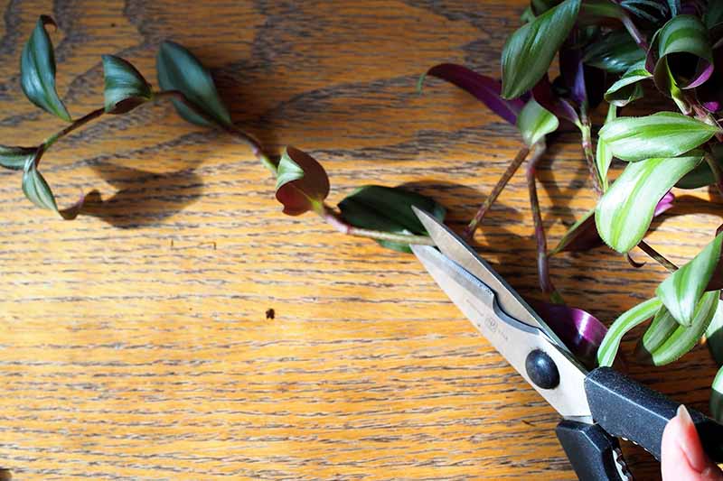 A close up horizontal image of a hand from the bottom of the frame holding a pair of scissors to cut a section of stem from a Tradescantia plant.