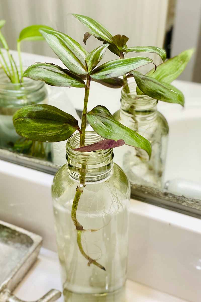 A close up vertical image of Tradescantia zebrina stem cuttings in a jar of water taking root.
