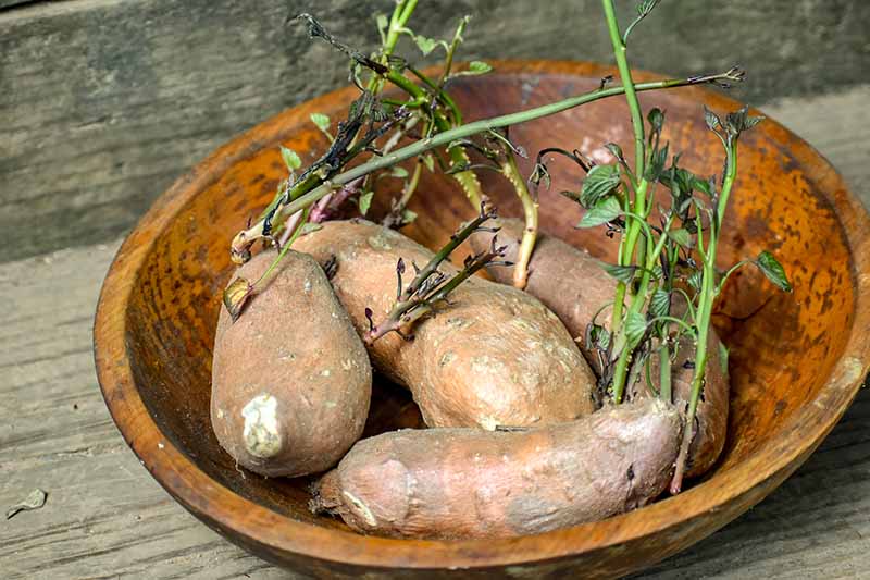 A close up horizontal image of sprouting sweet potatoes in a wooden bowl on a wooden surface.