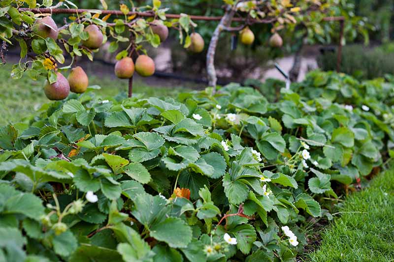 A horizontal image of a row of strawberries growing underneath dwarf pear trees.