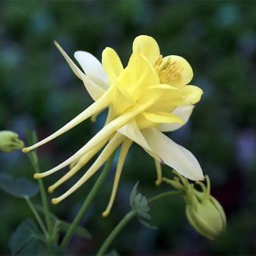 A close up square image of a bright yellow Aquilegia 'Sunshine' flower pictured on a dark background.