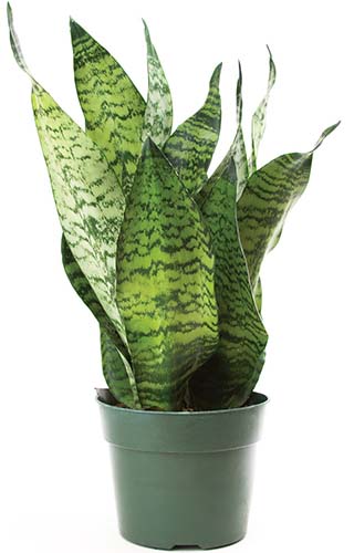 A close up vertical image of 'Superba' snake plant growing in a black container isolated on a white background.