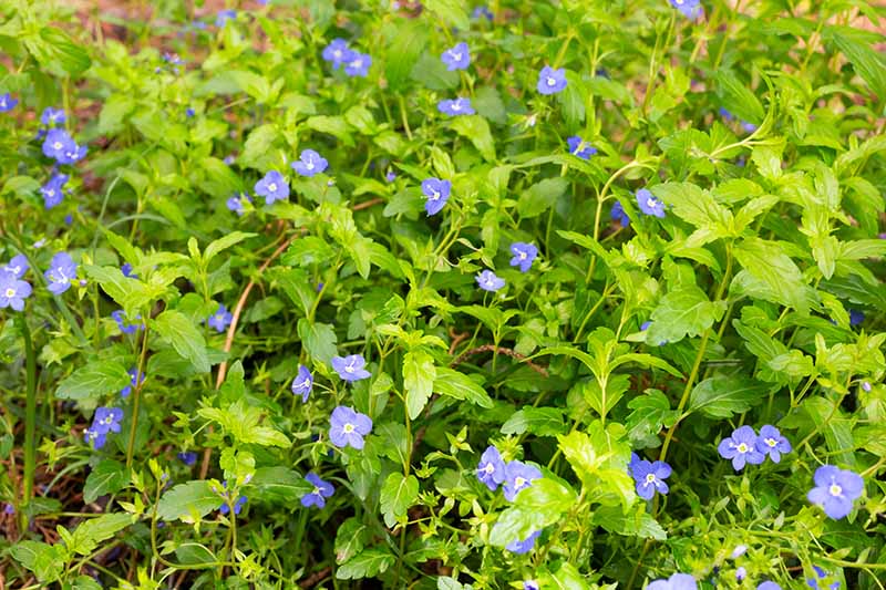 A close up horizontal image of baby blue eyes (Nemophila menziesii) flowers growing in the garden surrounded by foliage.