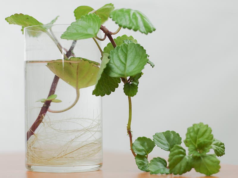 A close up horizontal image of a stem cutting of Plectranthus verticillatus (Swedish ivy) taking root in a glass of water.