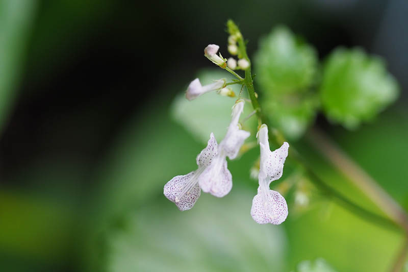 A close up horizontal image of the tiny white spotted flowers of Swedish ivy pictured on a soft focus background.