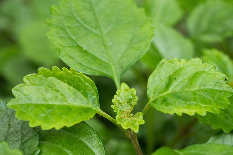 A close up horizontal image of the foliage of Swedish ivy pictured on a soft focus background.