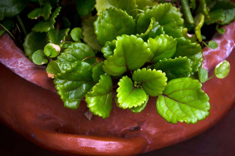A close up horizontal image of a Swedish ivy (Plectranthus verticillatus) plant growing in a red pot.
