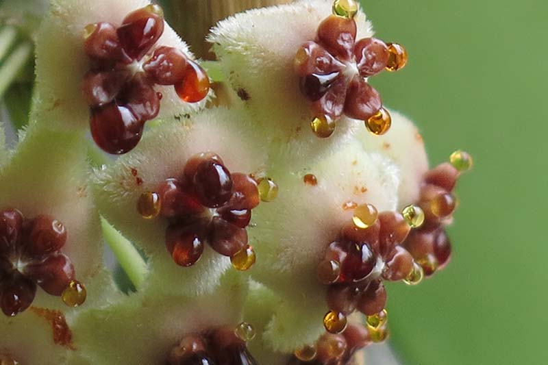 A close up horizontal image of sweetheart hoya flowers close up isolated on a green background.