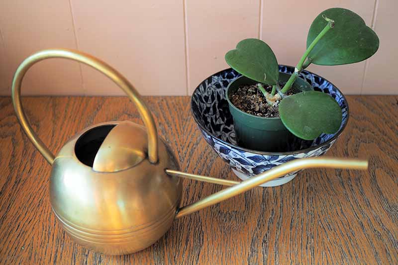 A close up horizontal image of a wax heart plant set on a wooden surface with a watering can next to it.