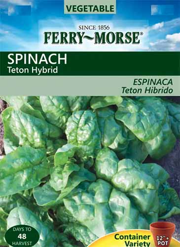 A close up vertical image of a packet of 'Teton' hybrid spinach seeds.