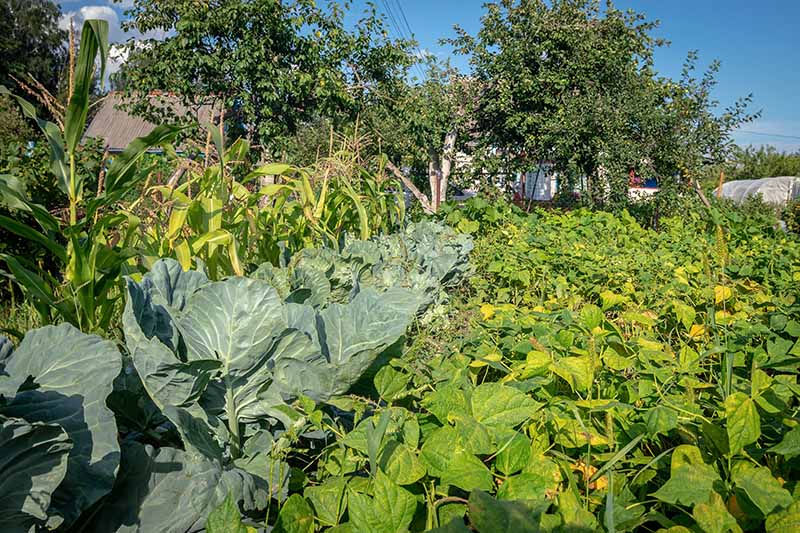 A horizontal image of a large, mature survival garden growing a multitude of different vegetables pictured in bright sunshine.