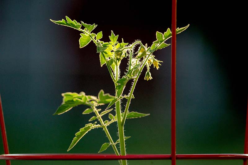 A close up horizontal image of a young tomato plant pictured on a soft focus dark background.