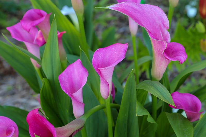 A close up horizontal image of top heavy pink calla lilies starting to tip over in the garden.