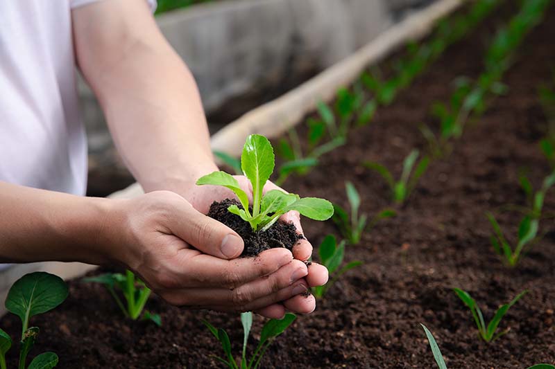 A close up horizontal image of a gardener transplanting seedlings out into the garden.