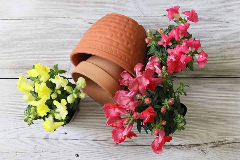 A close up horizontal image of small snapdragon plants in pots set on a wooden surface with two terra cotta containers.