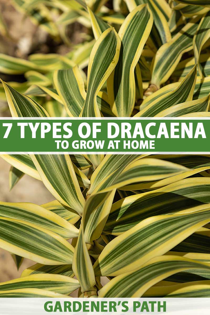 7 best types of dracaena to grow at home | gardener's path