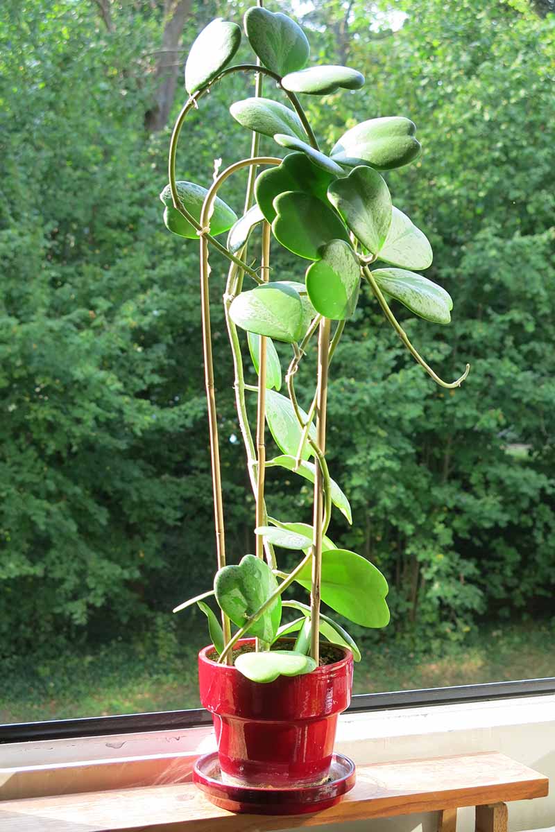 A close up vertical image of a sweetheart hoya plant growing up a bamboo support set on a wooden bench outdoors.