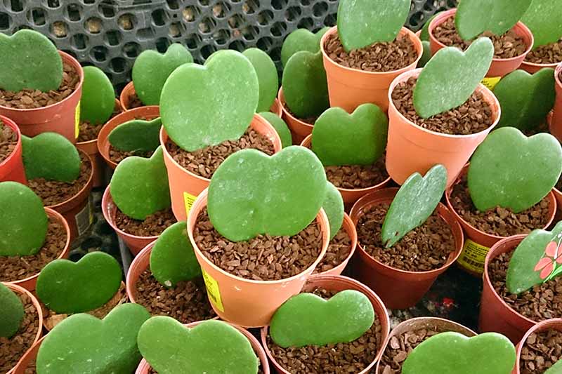 A close up horizontal image of a collection of valentine hoya plants in small pots at a plant nursery.