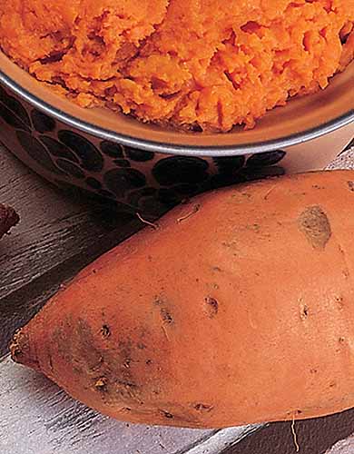 A close up vertical image of a 'Vardaman' sweet potato set on a wooden surface with a bowl of puree in the background.