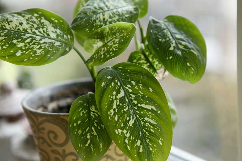 A close up horizontal image of a dumb cane growing in a decorative pot set on a windowsill.