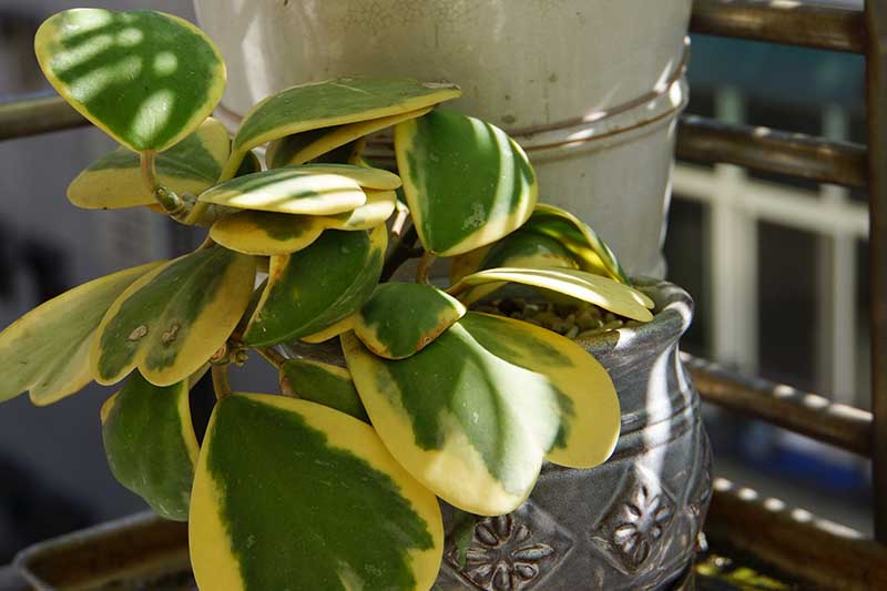 A close up horizontal image of a variegated hoya plant growing in a small ceramic pot in light filtered sunshine.