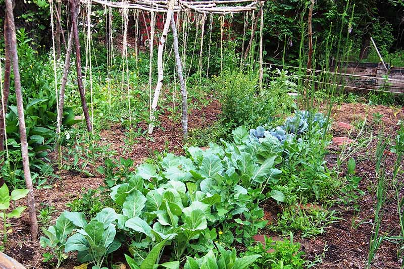 A close up horizontal image of a backyard vegetable garden.